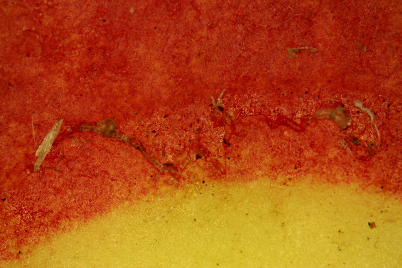 Pomme cordial #39990