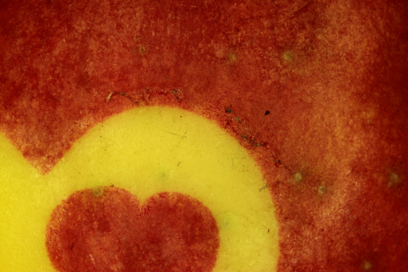 Pomme cordial #39989