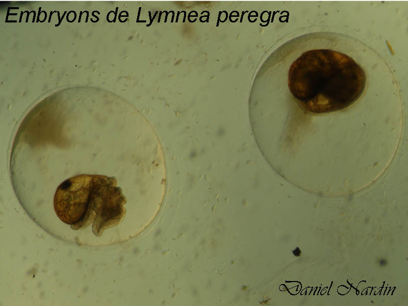 Ponte de Lymnea peregra #243