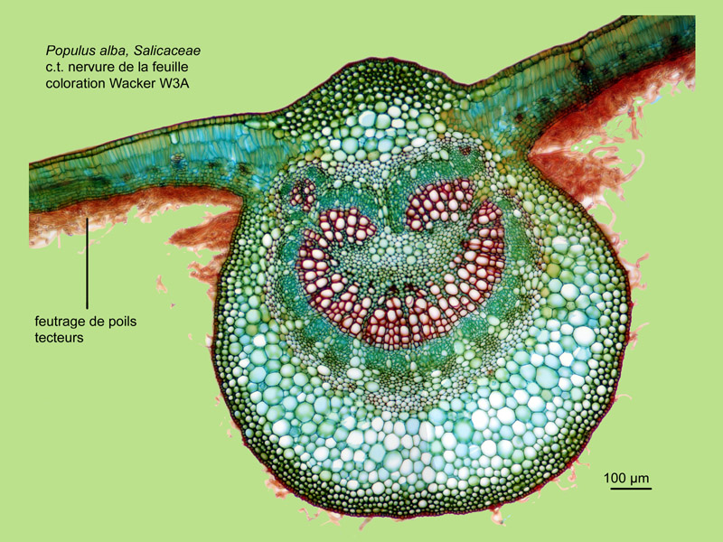 Populus alba, histologie, histology. #24496