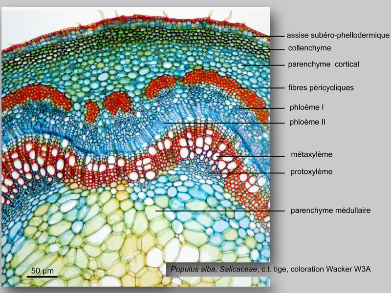 Populus alba, histologie, histology. #24495