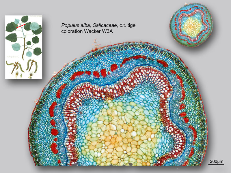 Populus alba, histologie, histology. #24494