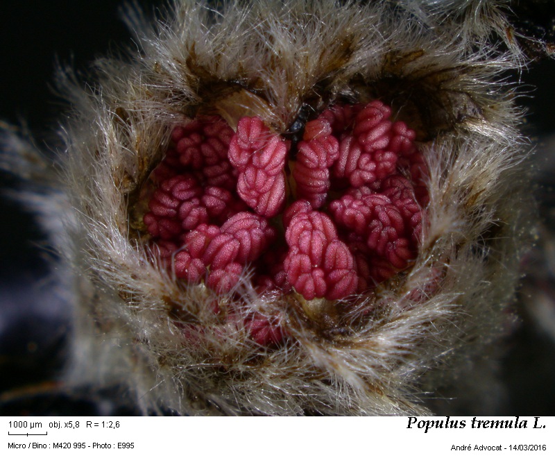 Populus tremula L. #44131