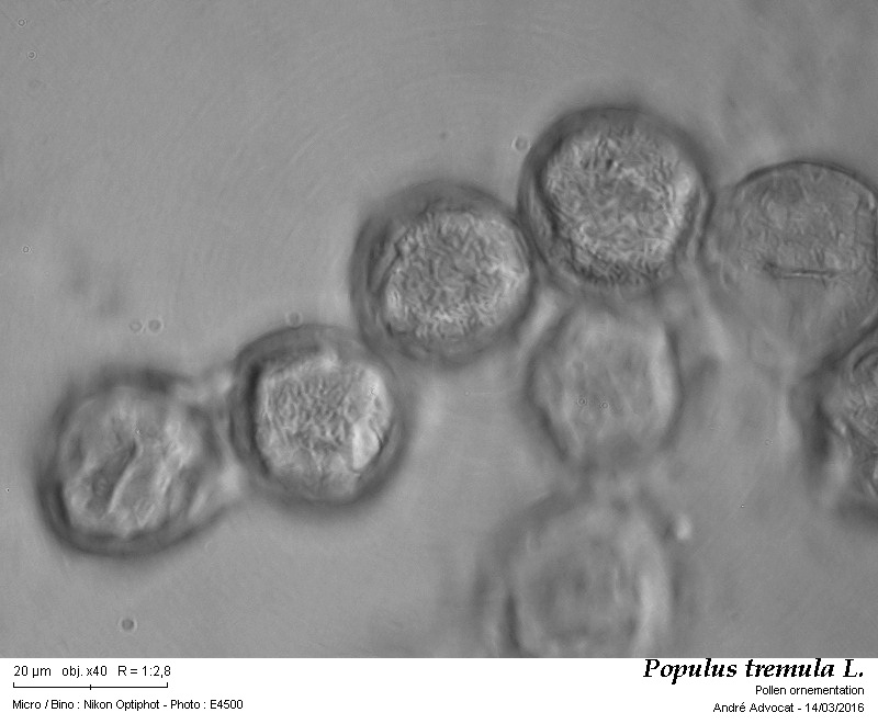 Populus tremula L. #44133