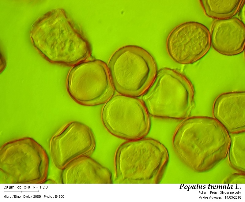 Populus tremula L. #44132