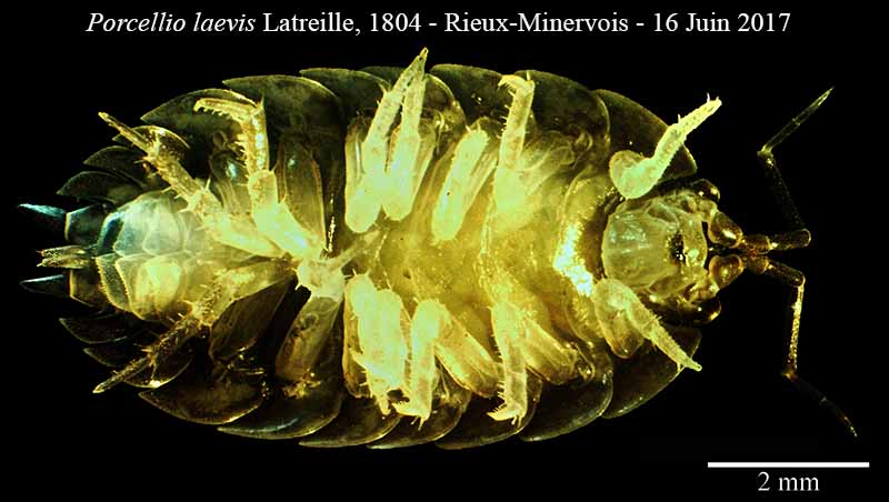 Porcellio laevis #50336