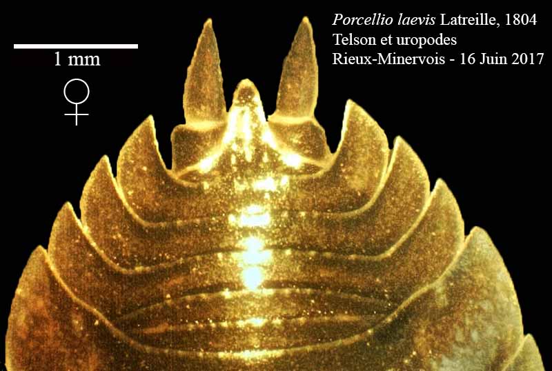 Porcellio laevis #50337