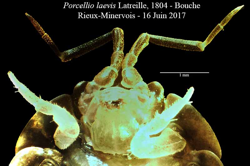 Porcellio laevis #50341