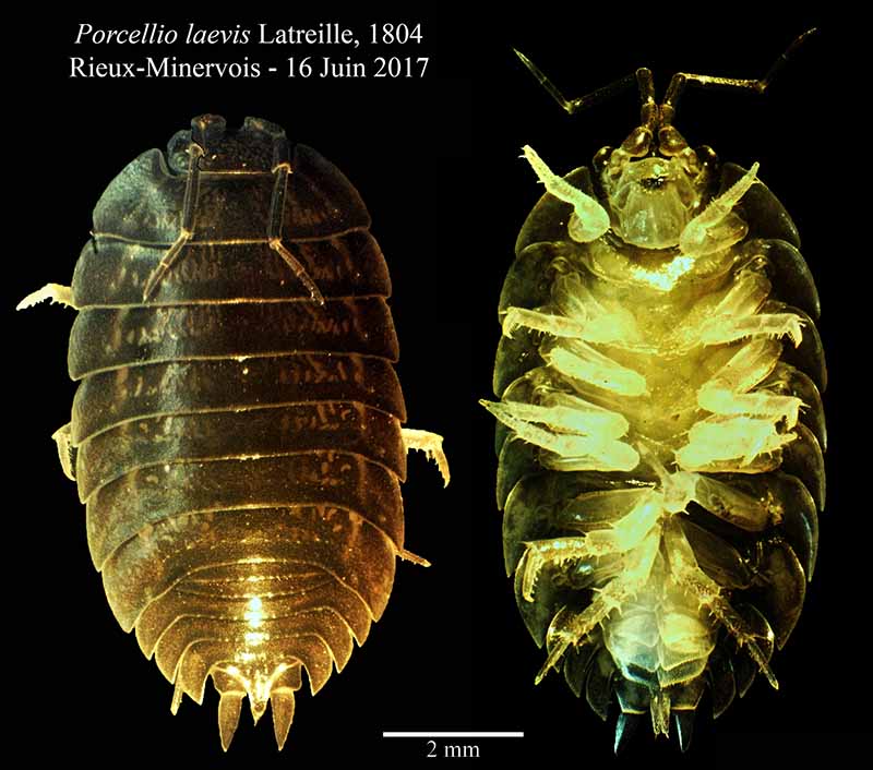 Porcellio laevis #50333