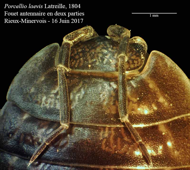Porcellio laevis #50340