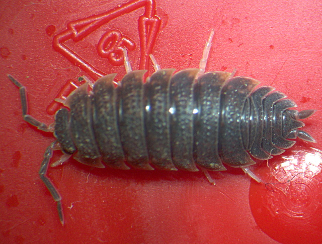 Porcellio scaber - Porcellionidae - Cloporte #3630