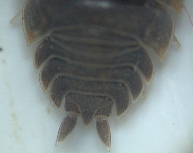 Porcellio scaber - Porcellionidae - Cloporte #3631