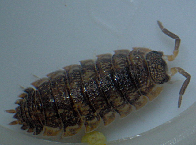 Porcellio scaber - Porcellionidae - Cloporte #3644