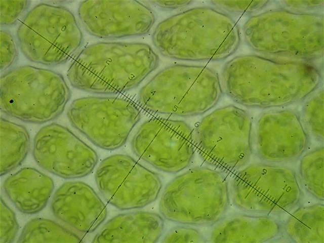 Porella arboris-vitae (With.) Grolle #61982