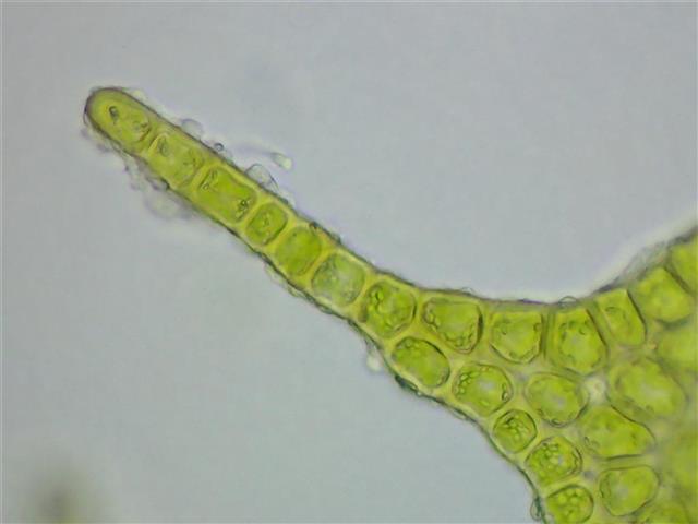 Porella arboris-vitae (With.) Grolle #61980