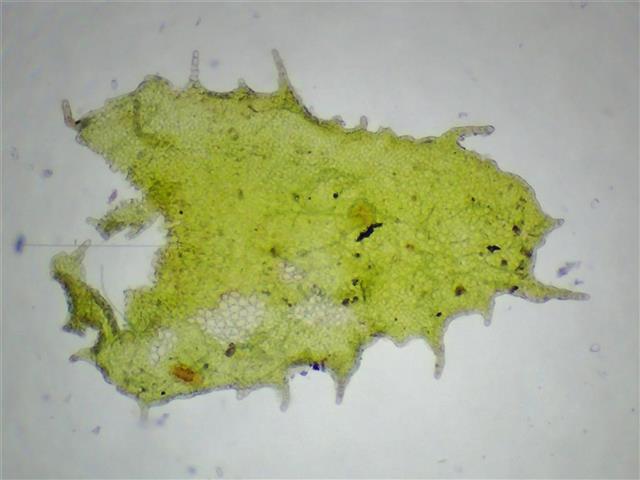 Porella arboris-vitae (With.) Grolle #61979