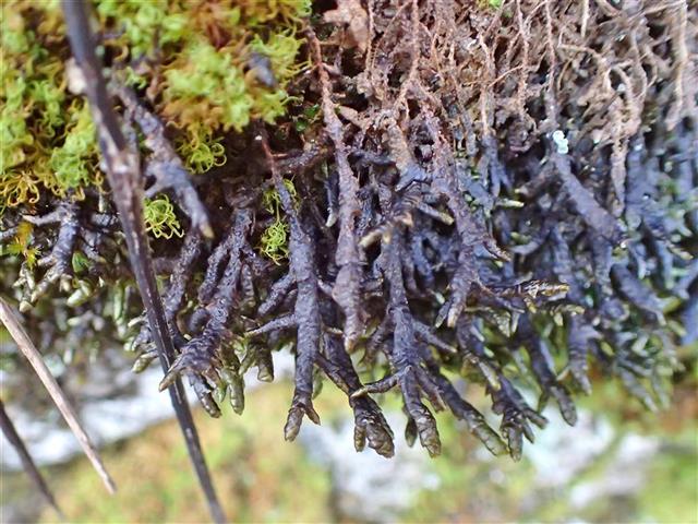 Porella arboris-vitae (With.) Grolle #61975