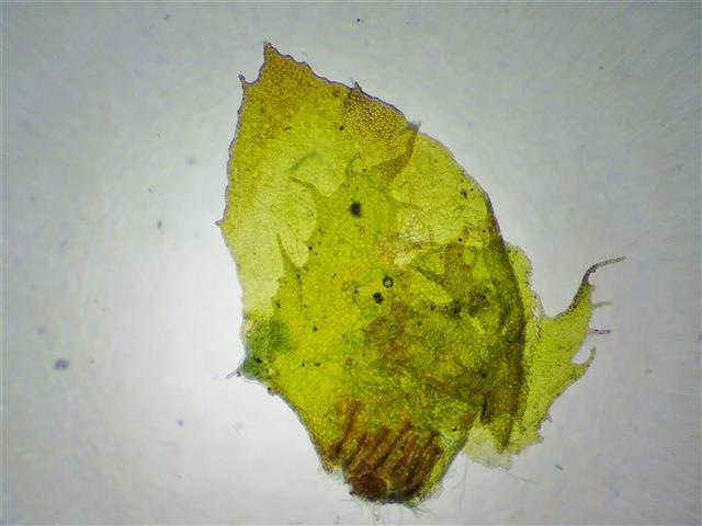 Porella arboris-vitae (With.) Grolle #61978