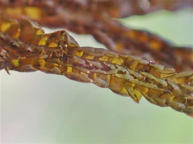 Porella arboris-vitae (With.) Grolle #61977