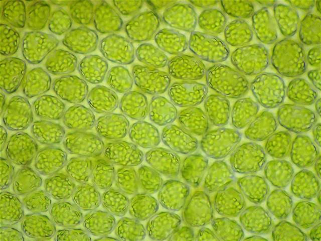 Porella arboris-vitae (With.) Grolle #61981