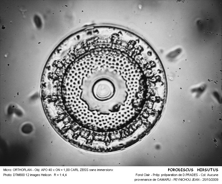 PORODISCUS HIRSUTUS #31663