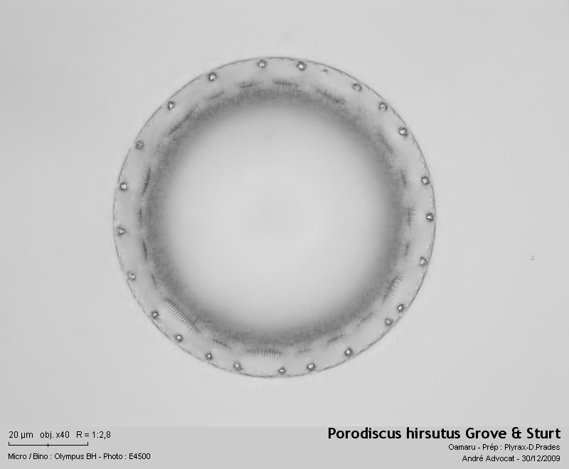 Porodiscus hirsutus Grove & Sturt #13918