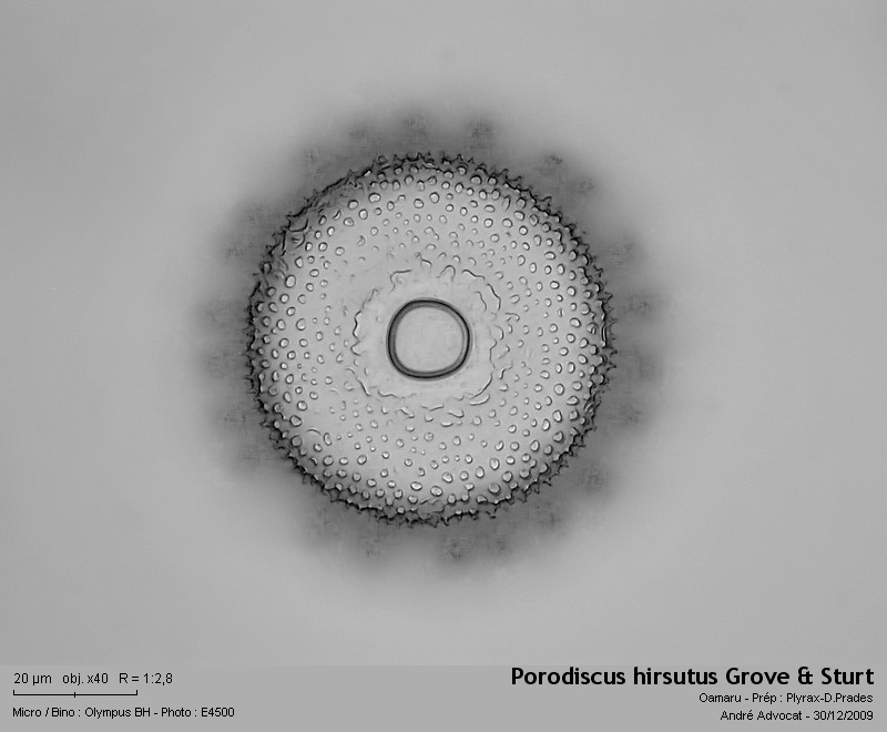 Porodiscus hirsutus Grove & Sturt #13916