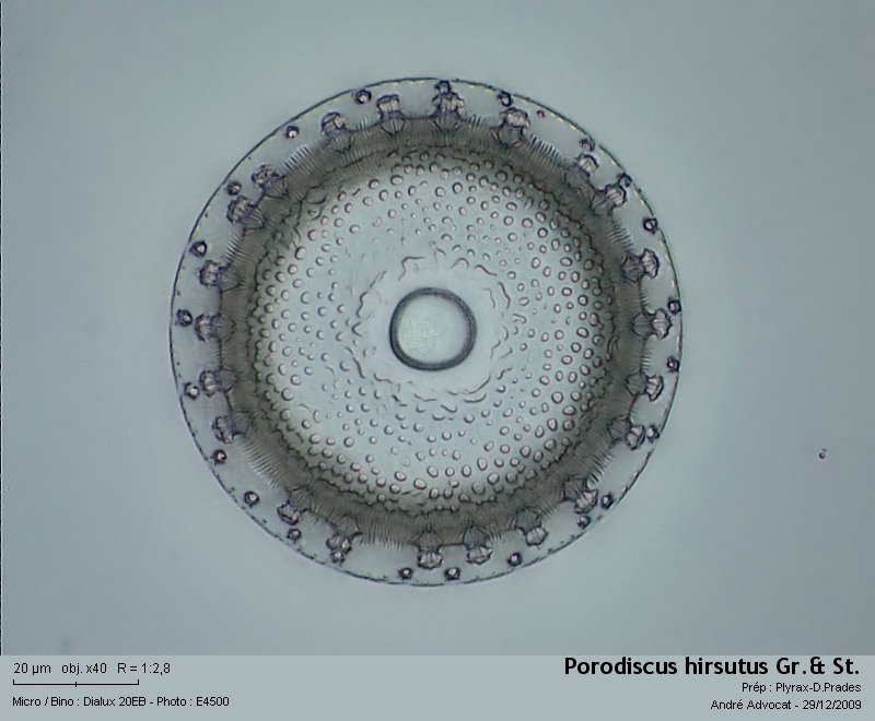 Porodiscus hirsutus Grove & Sturt #13914