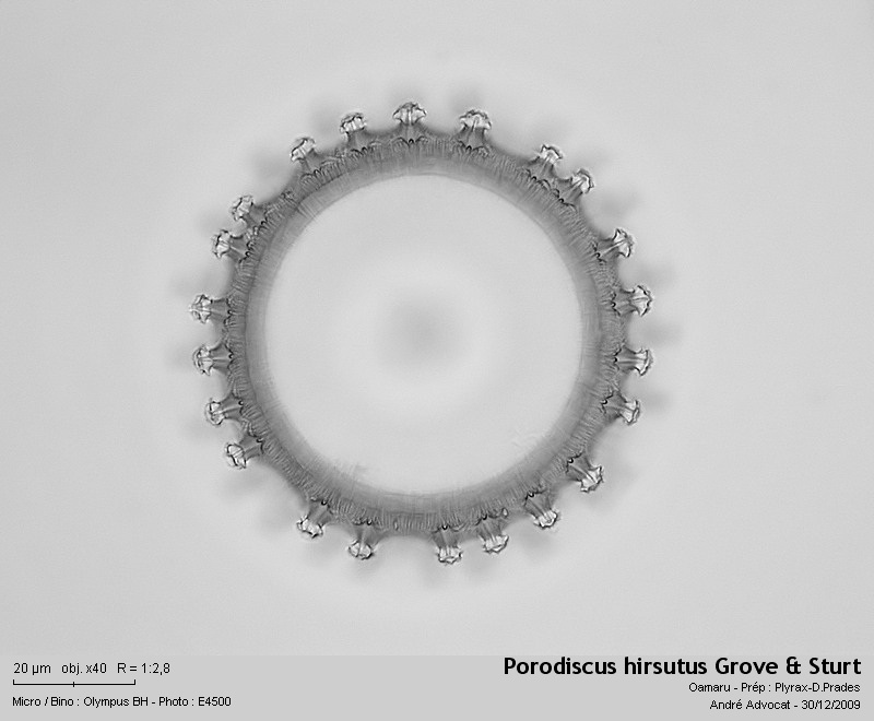 Porodiscus hirsutus Grove & Sturt #13917