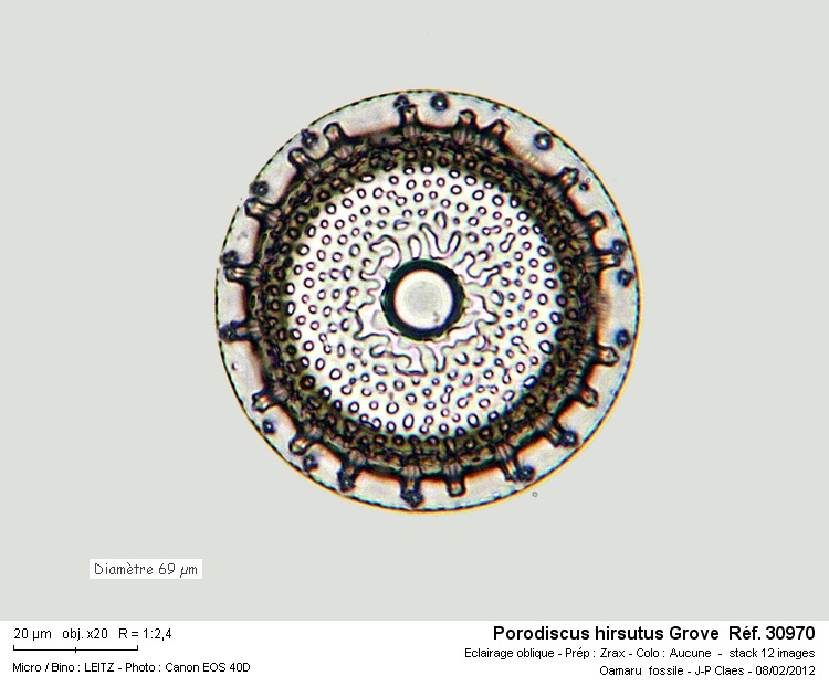 Porodiscus hirsutus #25748