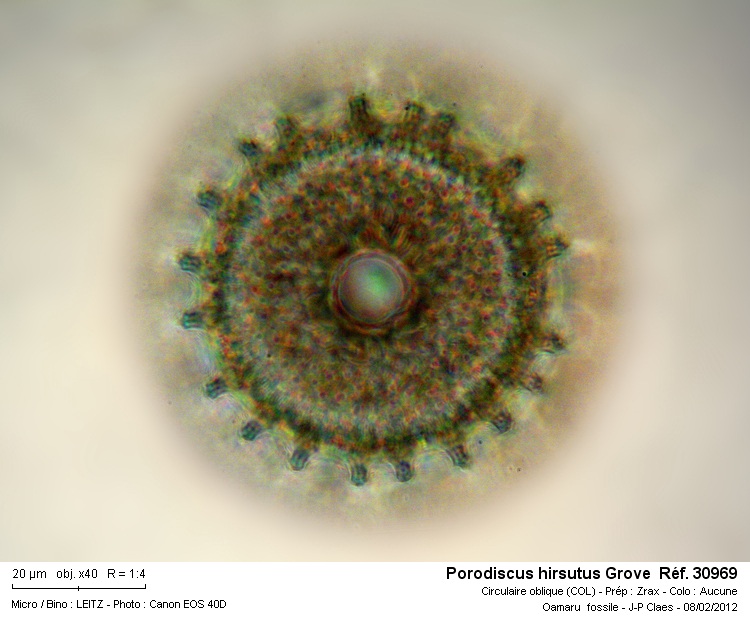 Porodiscus hirsutus #25749