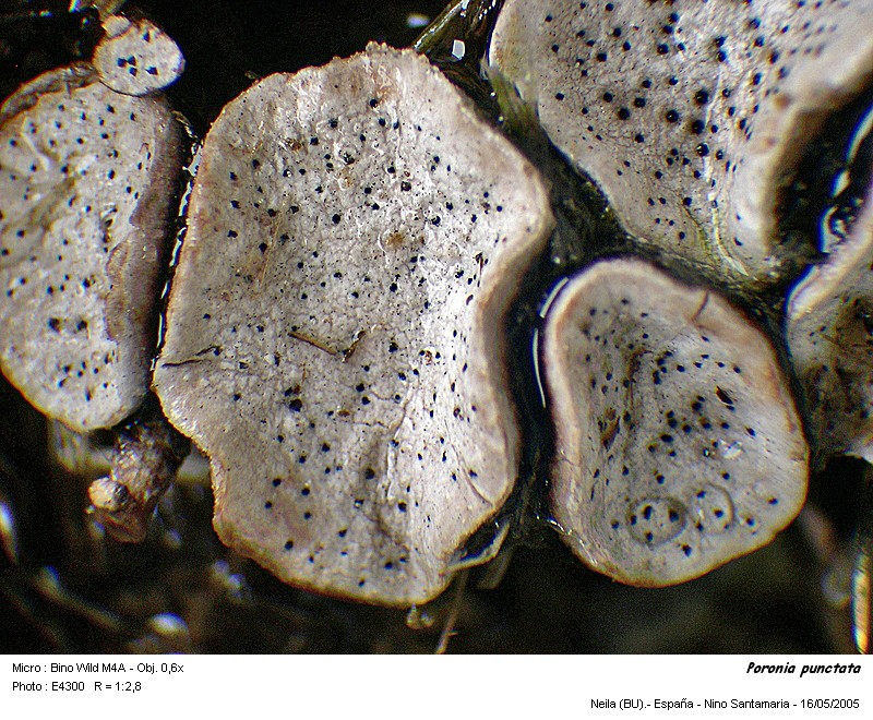 Poronia punctata (L.:Fr.) Fr. #2066