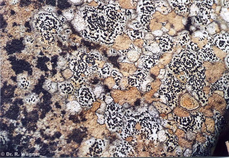 Porpidia crustulata #6082