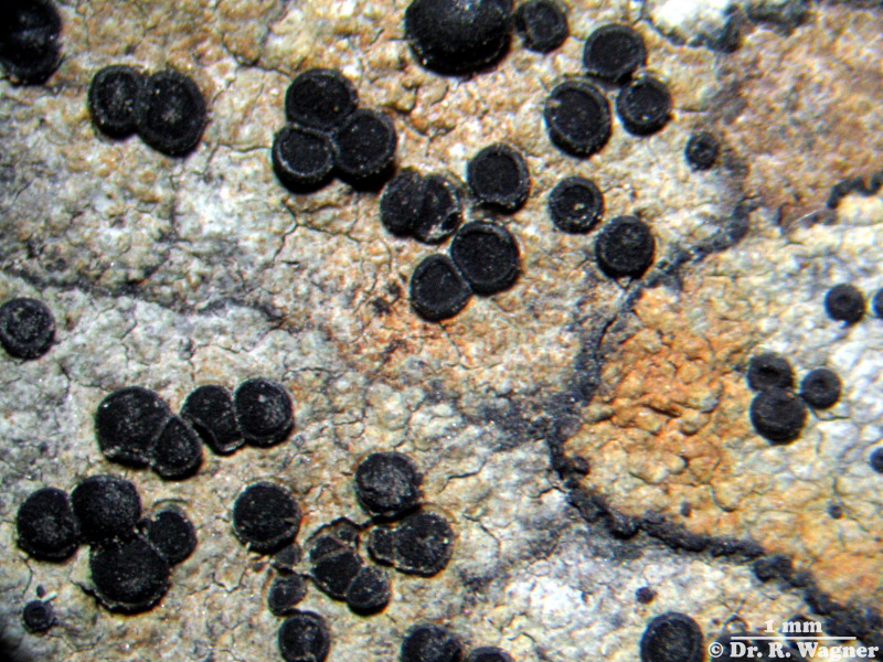 Porpidia crustulata #6083