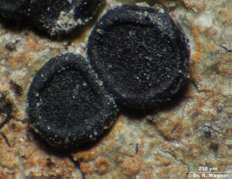 Porpidia crustulata #6084
