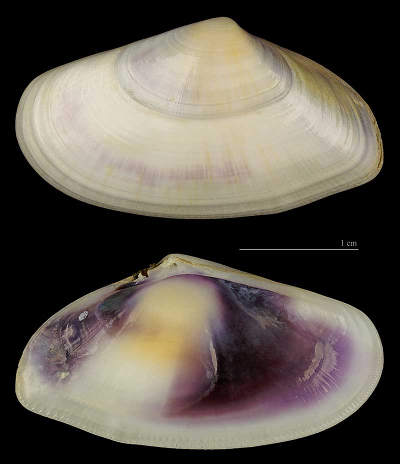 Portumnus latipes #44899
