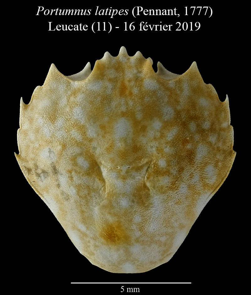 Portumnus latipes #58861