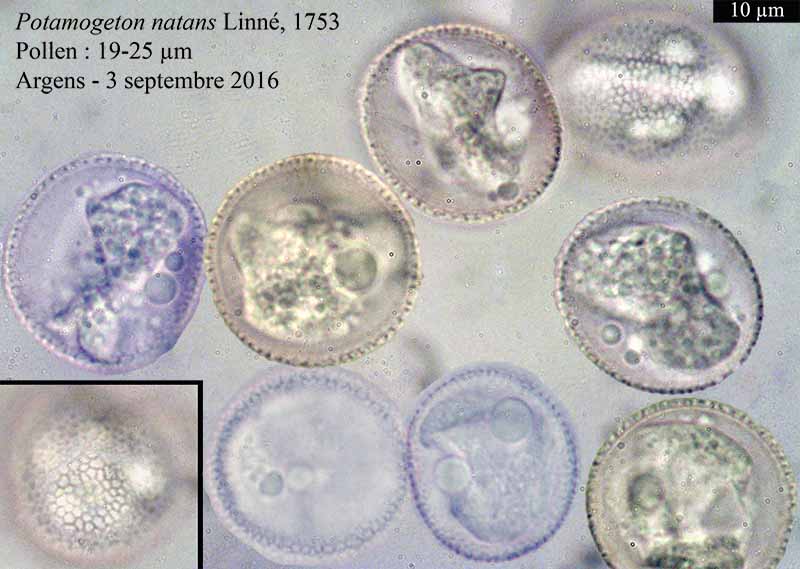 Potamogeton natans Linné, 1753 #46888