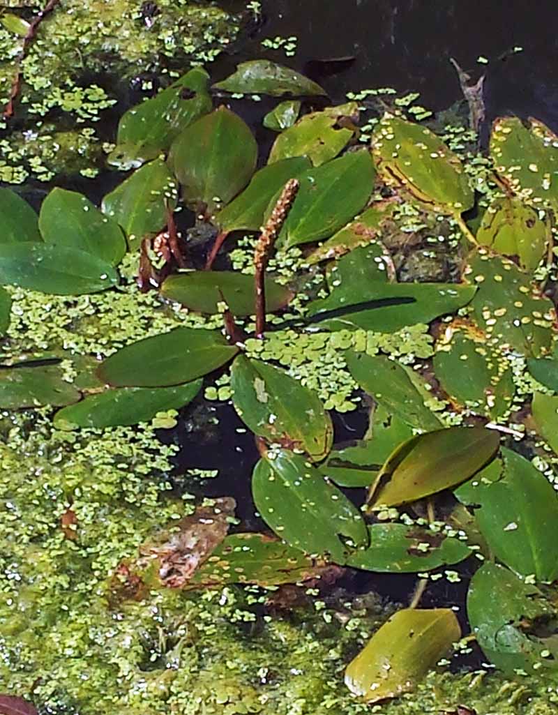 Potamogeton natans Linné, 1753 #46885