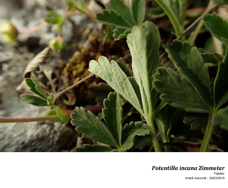 Potentilla incana Zimmeter #58474