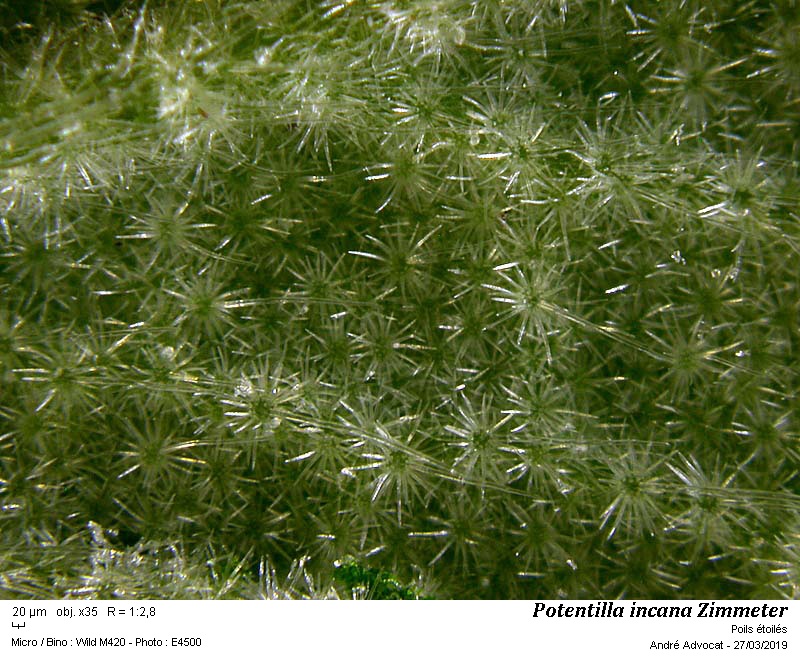 Potentilla incana Zimmeter #58476