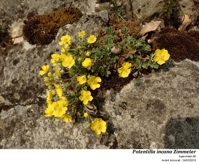 Potentilla incana Zimmeter #58472