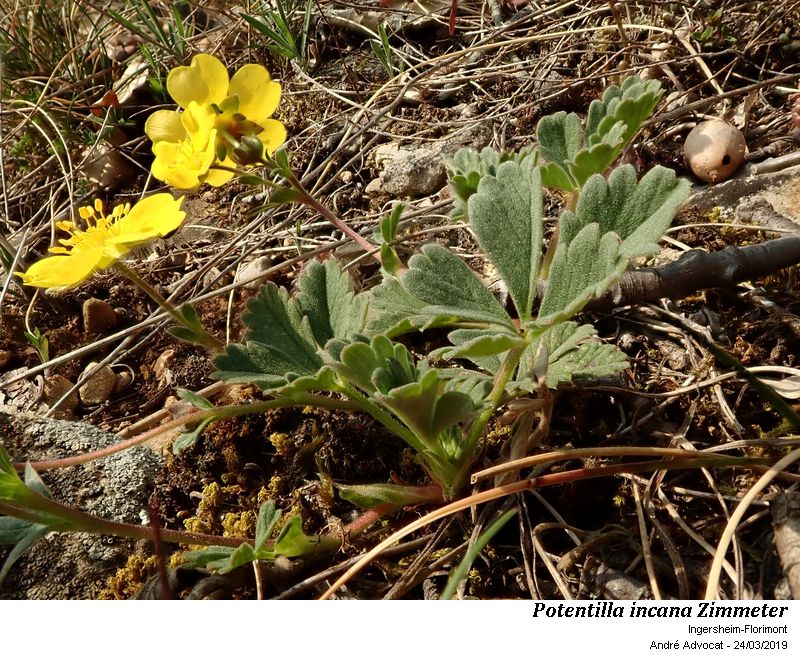 Potentilla incana Zimmeter #58471