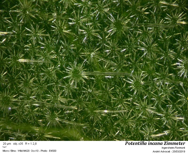 Potentilla incana Zimmeter #58475