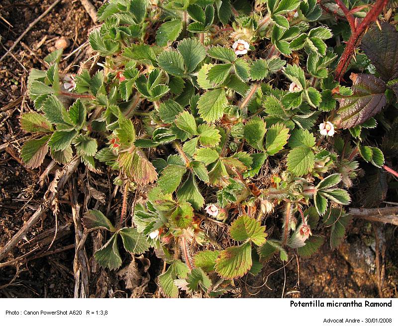 Potentilla micrantha Ramond #2269