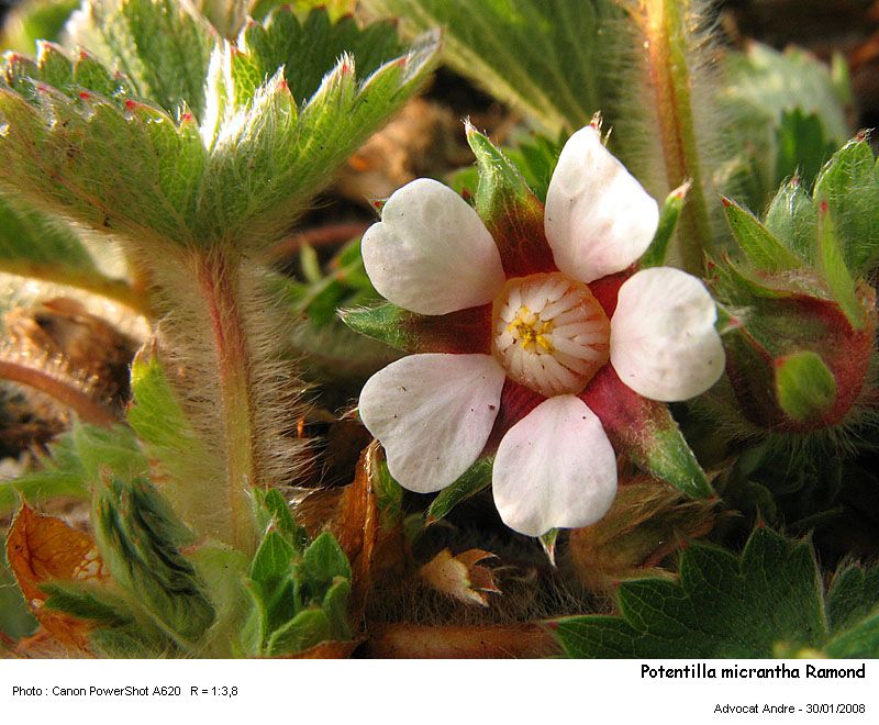 Potentilla micrantha Ramond #2270