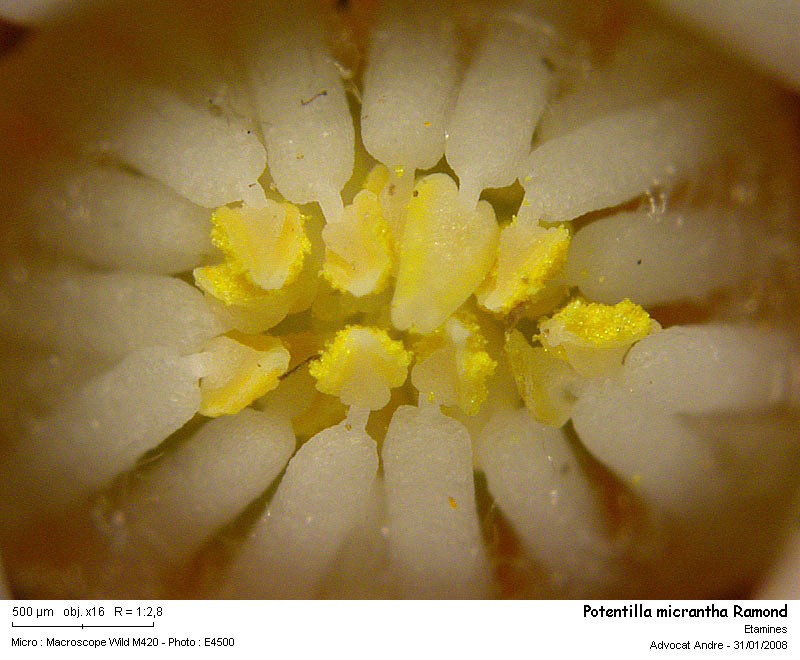 Potentilla micrantha Ramond #2271