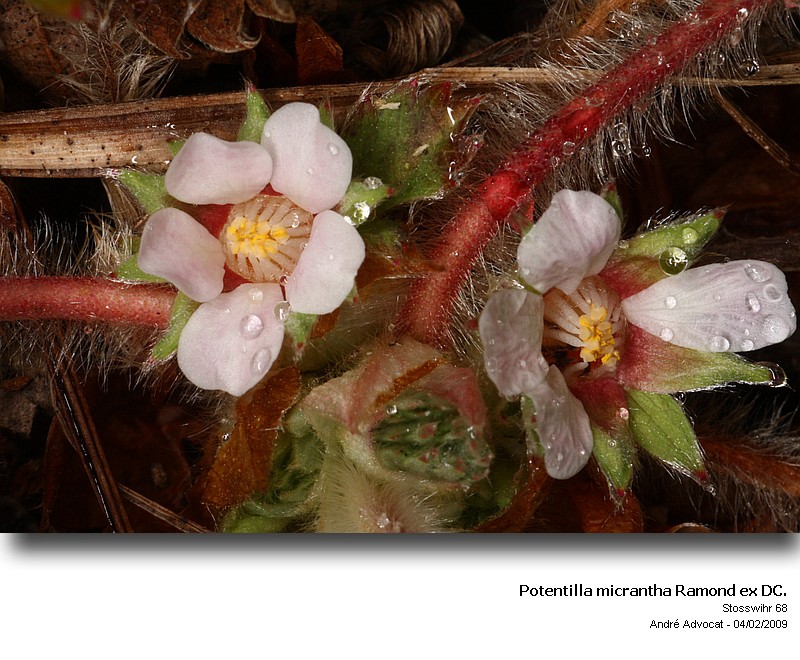 Potentilla micrantha Ramond ex DC. #8296