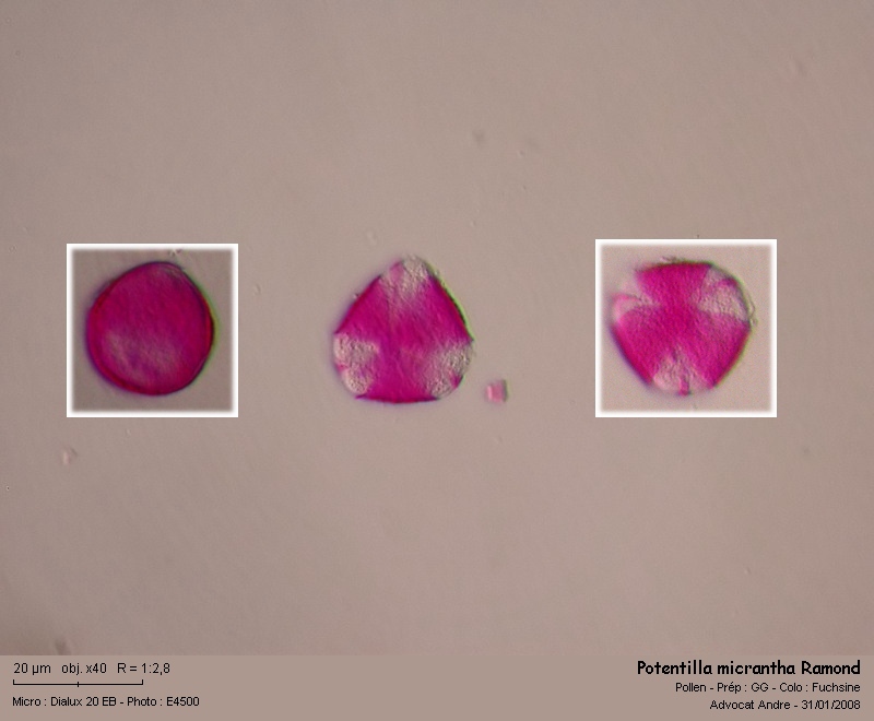 Potentilla micrantha Ramond #2272