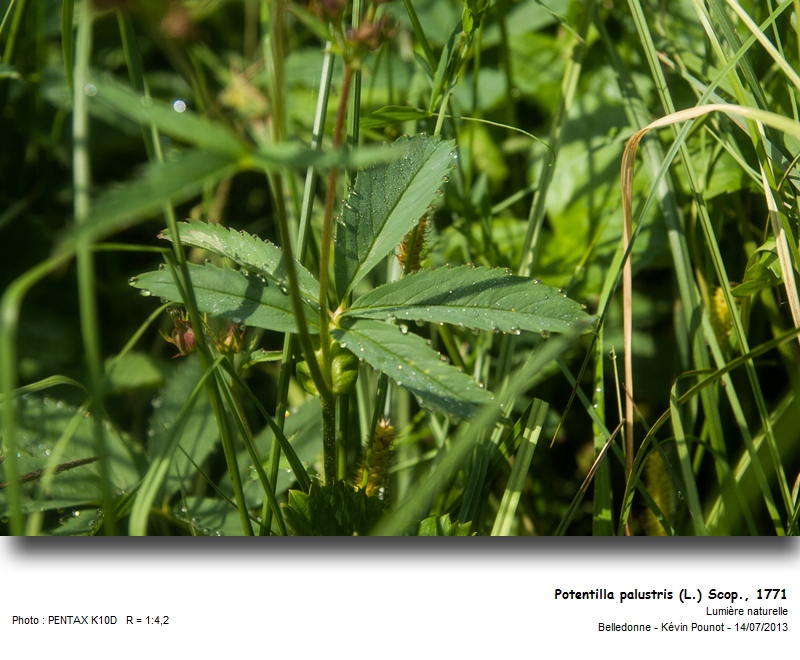 Potentilla palustris (L.) Scop. - Comaret #32736